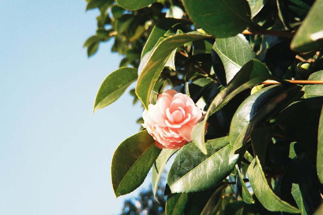 川崎帆帆花.同じ種類の花が沢山ある中、一際目を惹く子っているんです。他の花より花