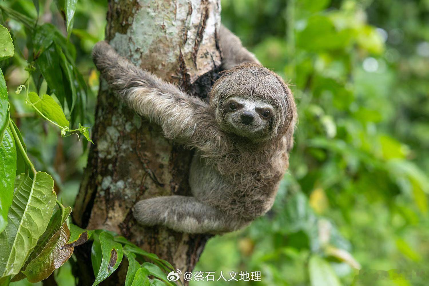 在亚马逊热带雨林的低层冠网中，偶遇了一只约四五个月大的三趾树懒幼崽。它刚学会离开