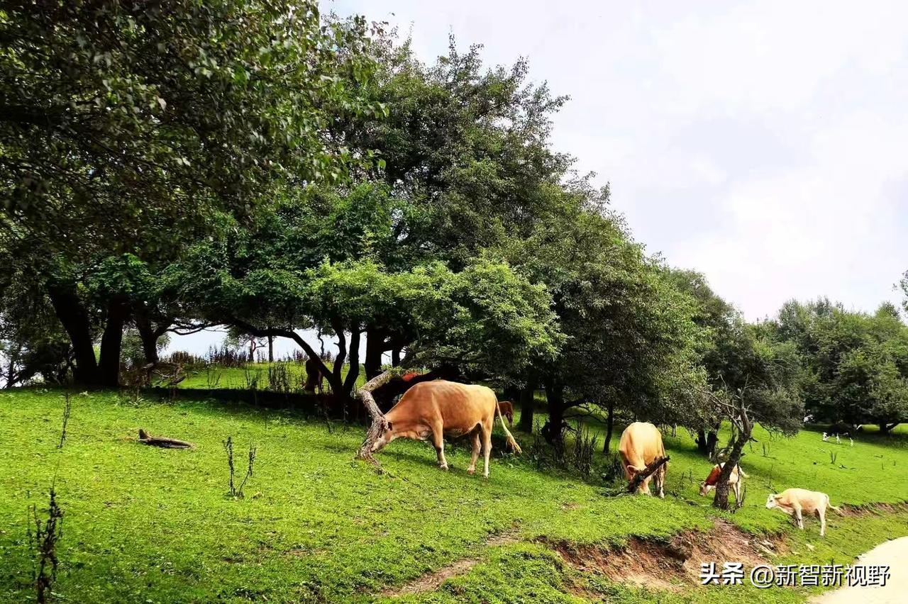 几头牛在凤翔绿地上悠闲地吃草草原牛群风景 放牧草料牛 农村路边的牛 乡野溪牛图 