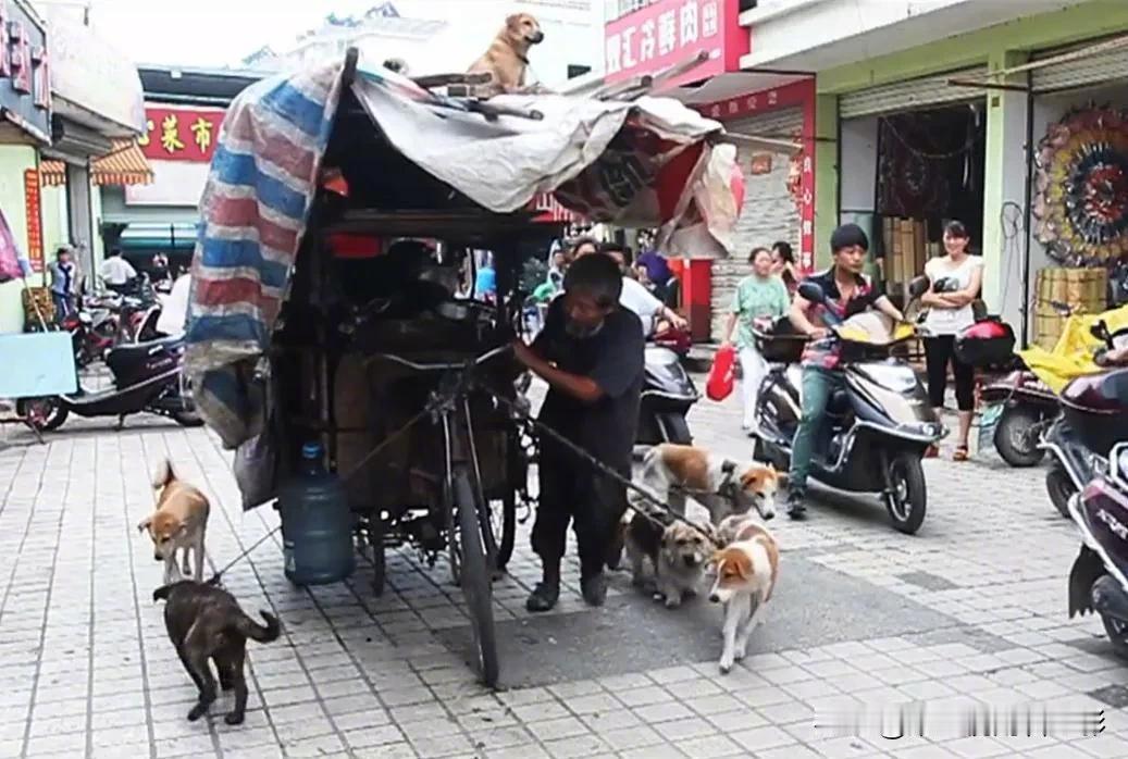 83岁拾荒老人收养了13条狗狗，带着狗狗一起漂泊流浪。吴红星大爷已经83岁的高龄