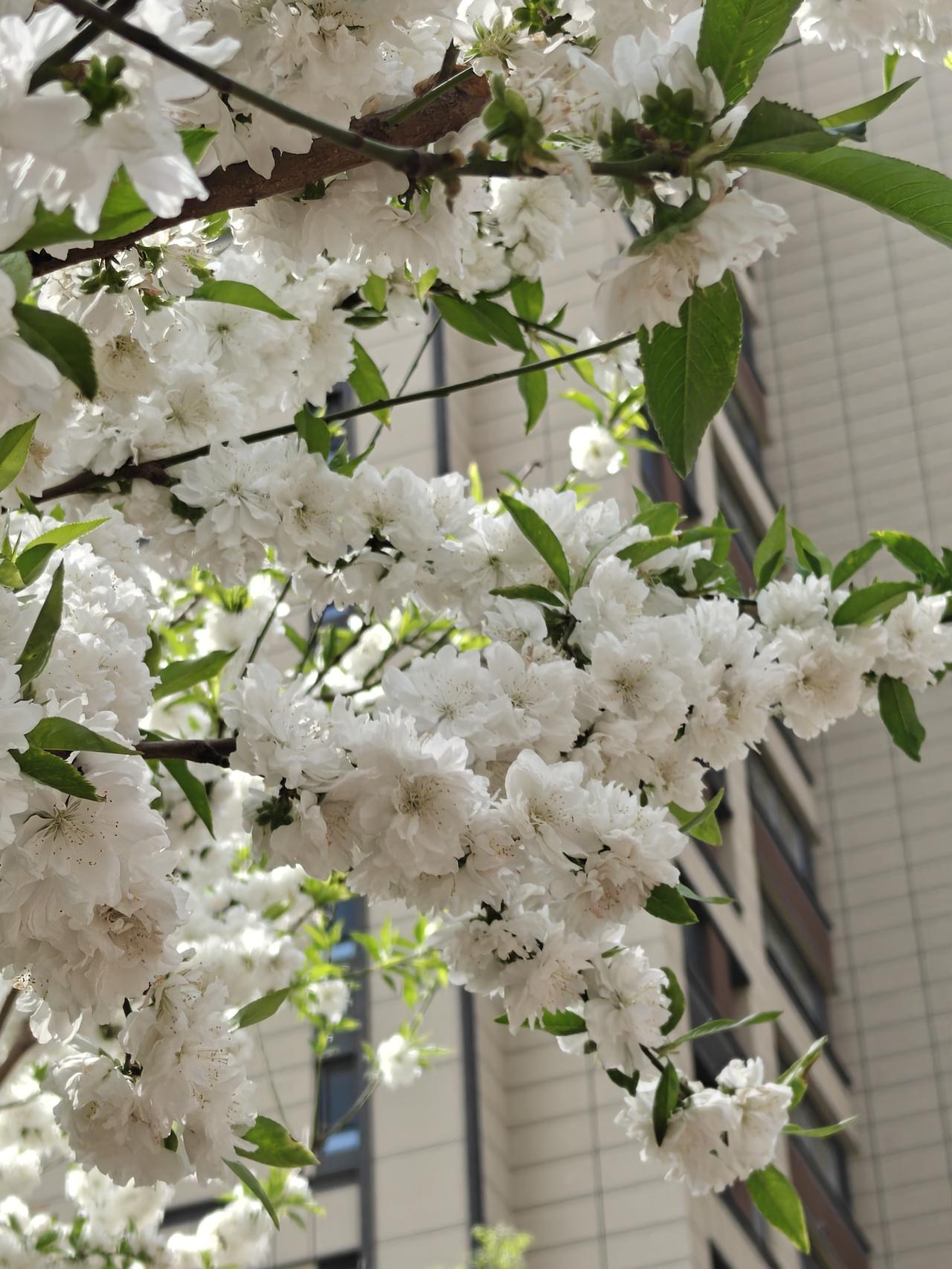 晒图笔记大赛洁白的樱花