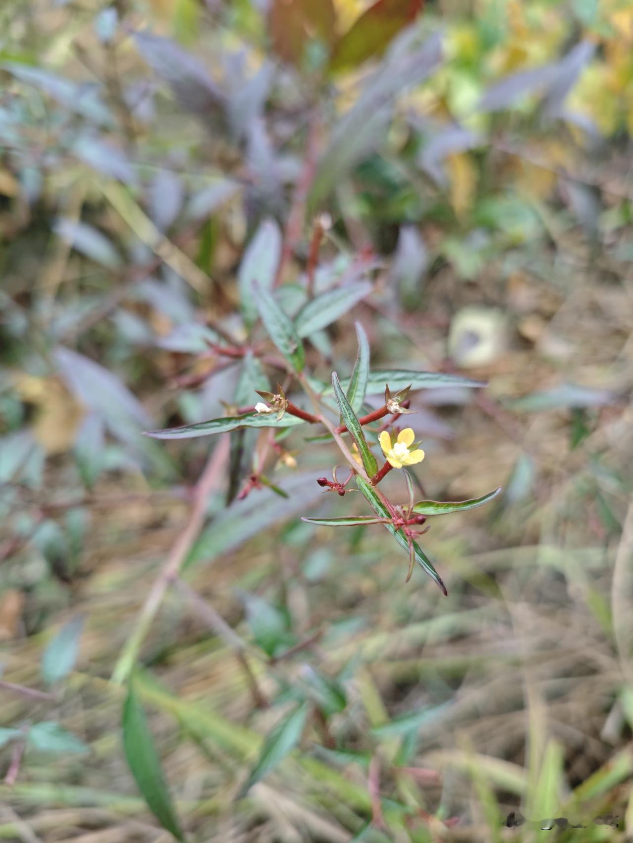 今天老家的天气有点冷，而且还下雨了。
幸亏我出门的时候带多了一件外套，而且顺手把