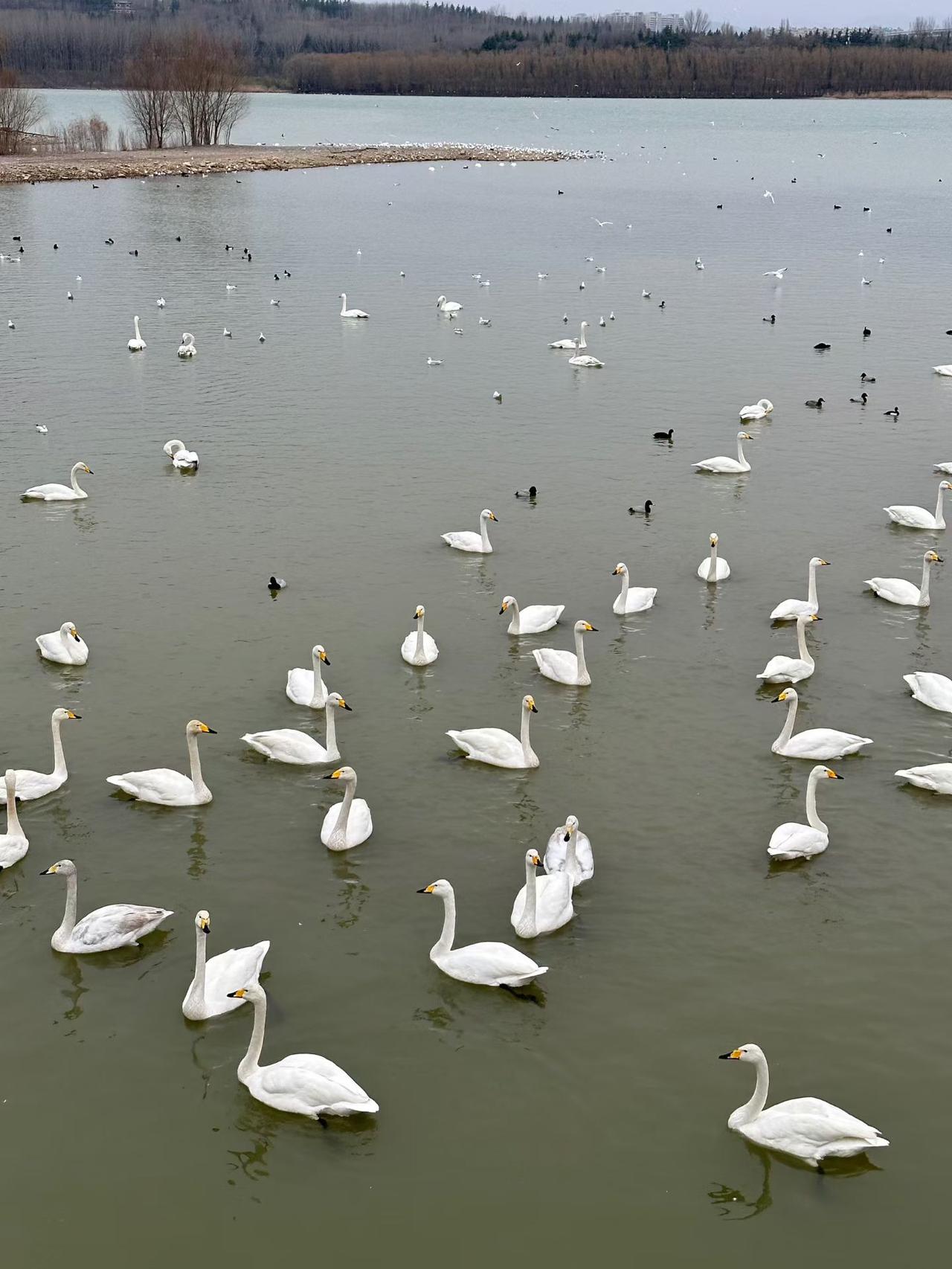 圣天湖的天使精灵，引无数游人竞折腰。[送自己一朵花][送自己一朵花][送自己一朵
