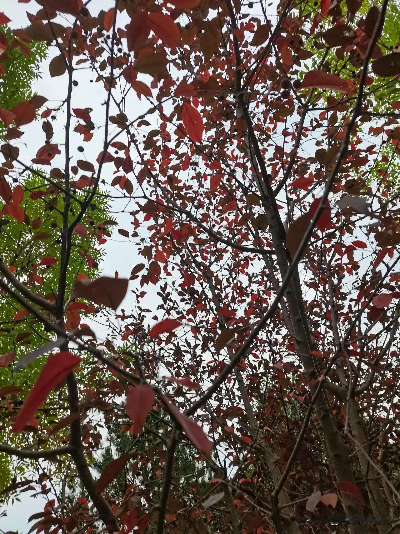 今天天气不错，领上孩子们去了趟小草公园，小草公园离家有段距离，开车过去的，到了公