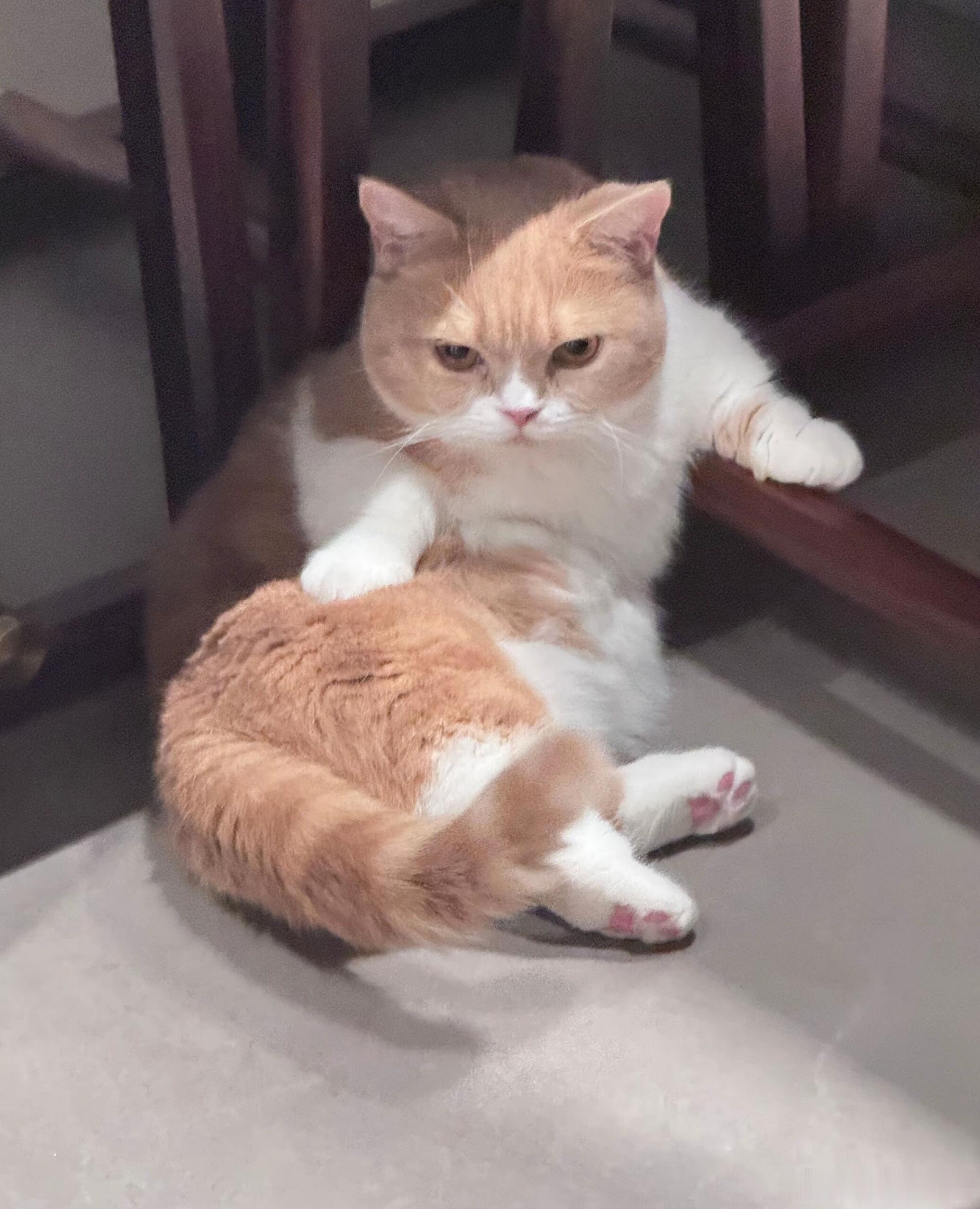 鞠婧祎鞠婧祎的猫也有番位看见鞠婧祎对于自己的小猫的用心程度也是羡慕了，毕竟谁不想