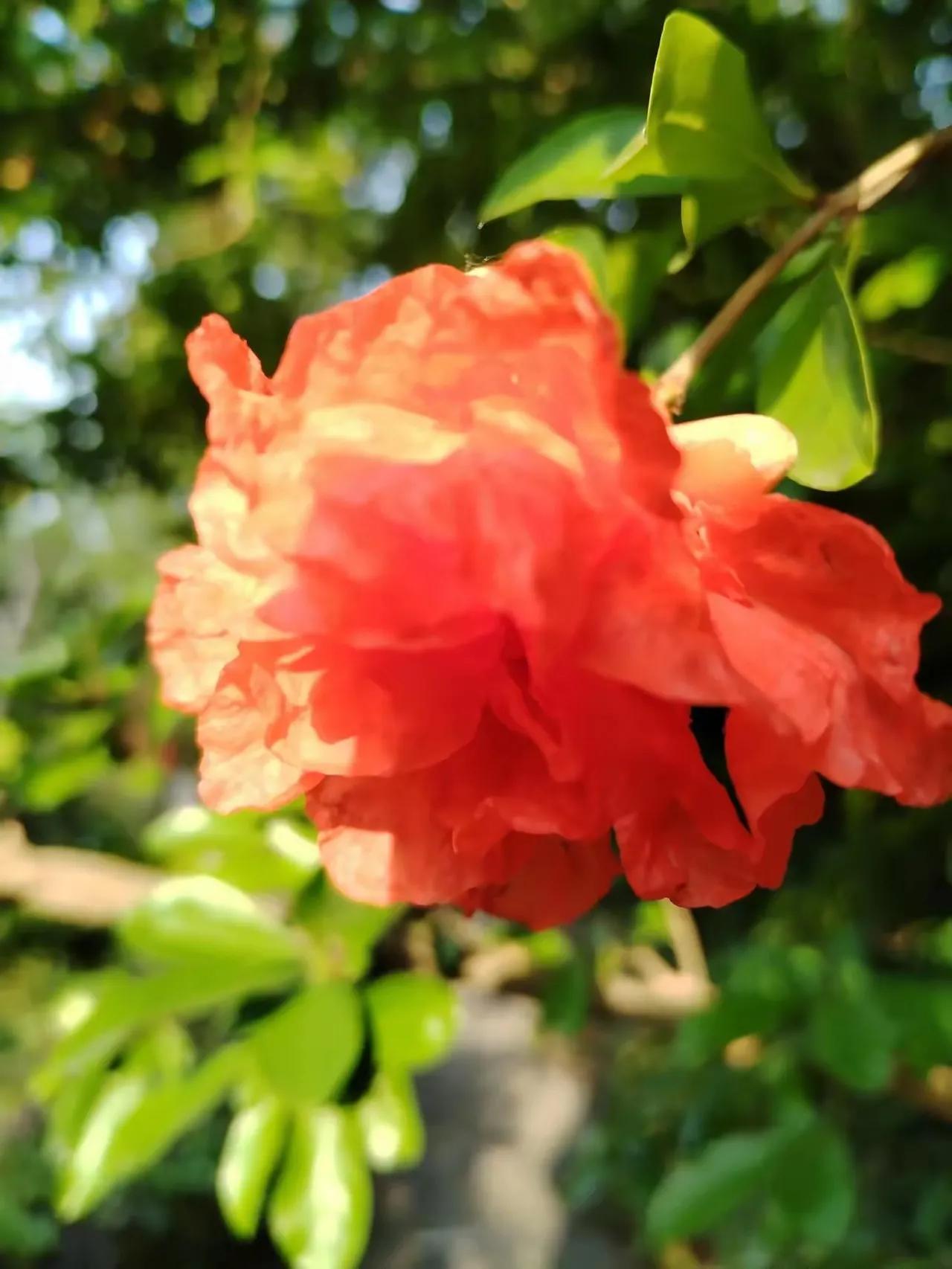 #你最喜欢的写菊花的诗句是哪一句？#菊香
（诗）
秋高气爽映苍穹，
金秋菊花尽芬