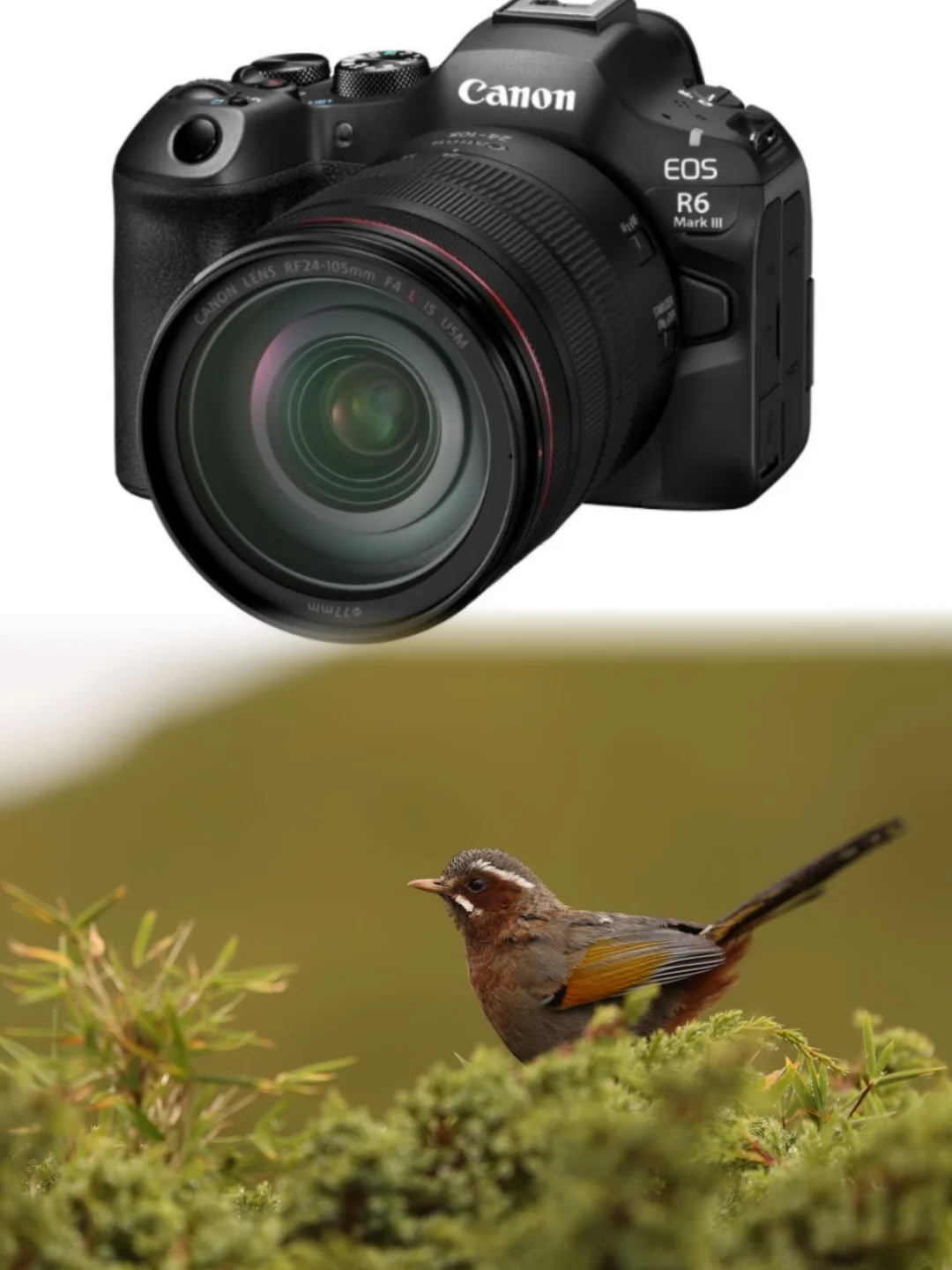 杀疯了！这是2w以下最能打的生态摄影机型