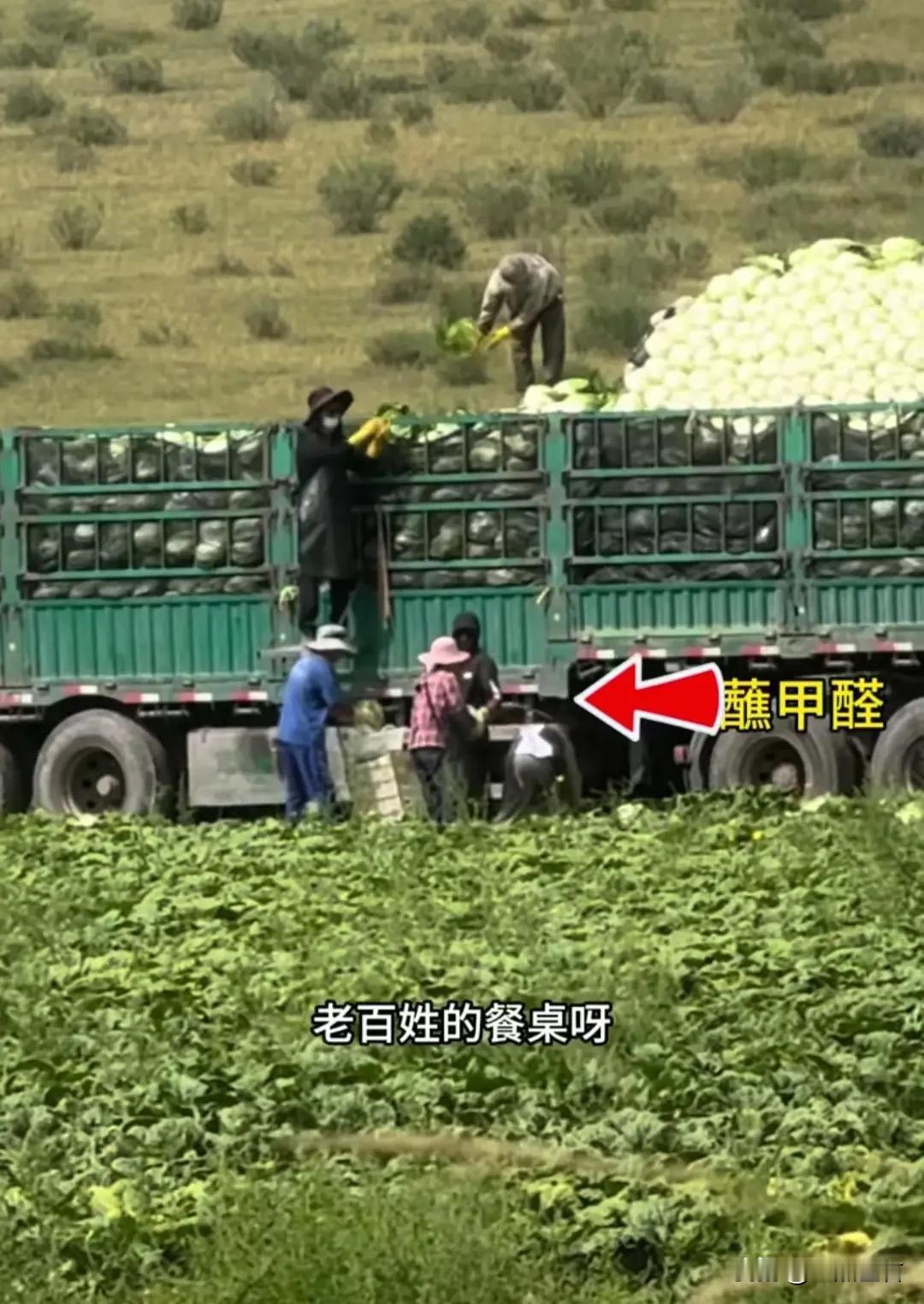 甲醛白菜到底有多毒？说点实在的
先说结论：吃一顿不至于出事，但长期吃就是在埋雷。