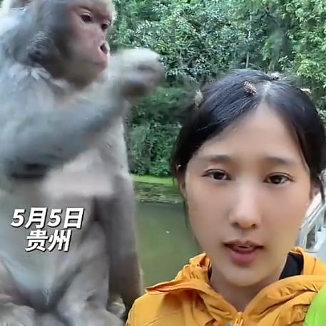 5月5日，贵州一景区女生头发沾满苍耳，向路边猴子求助，猴子竟小心翼翼帮她一一摘除