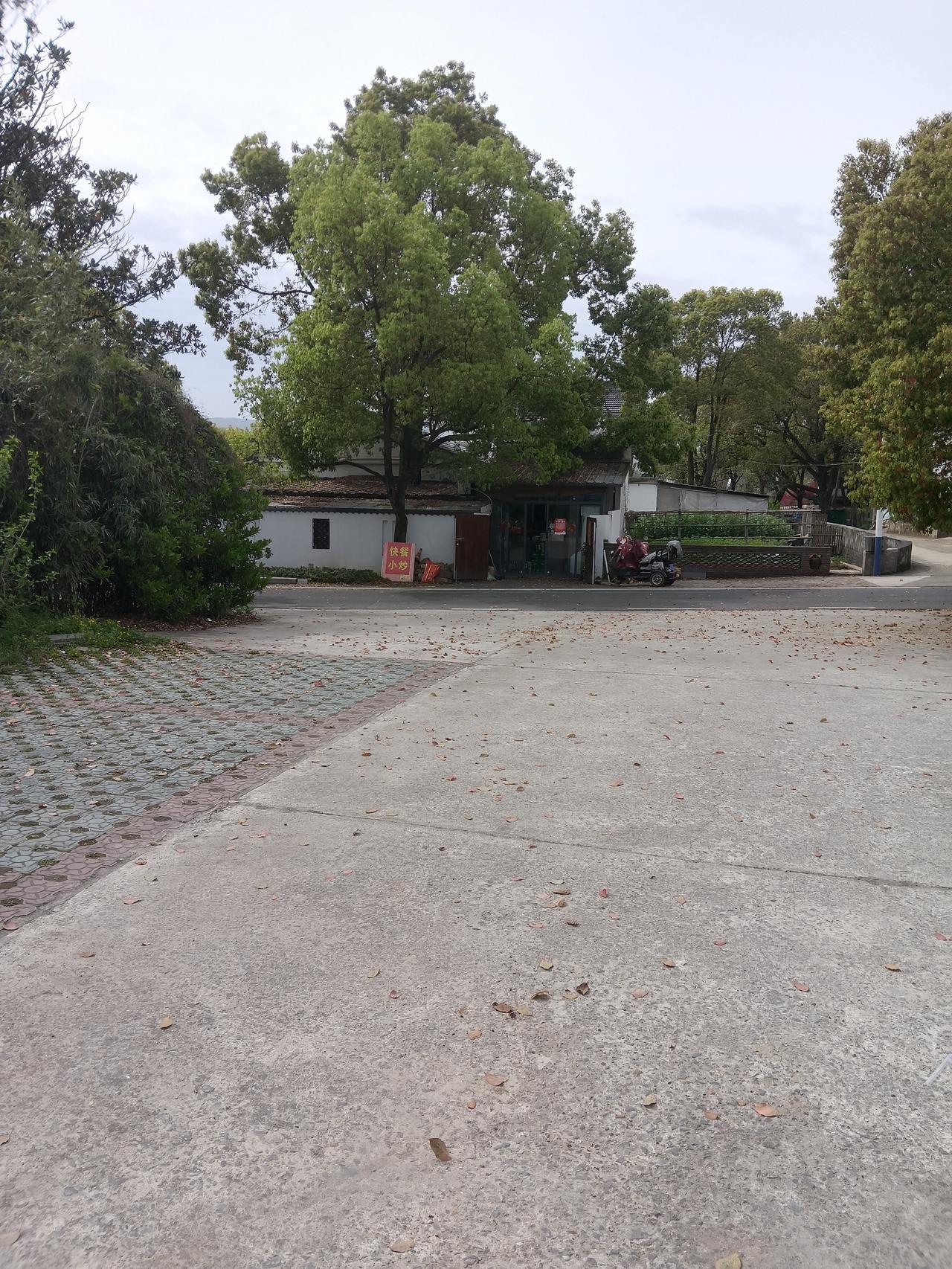 我真的喜欢宜兴张阳村，尤其傍晚出来散步，偶入一盆景小院，旁边锅屋出来一位慈眉善目