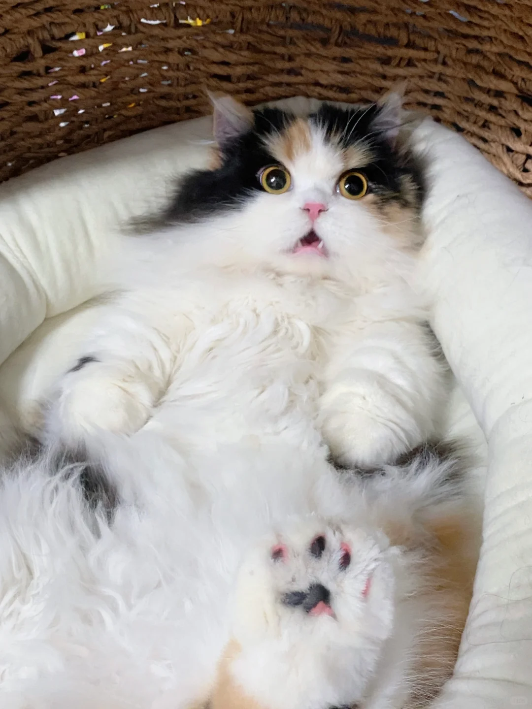 当我的猫得知我不是她的亲生妈妈时