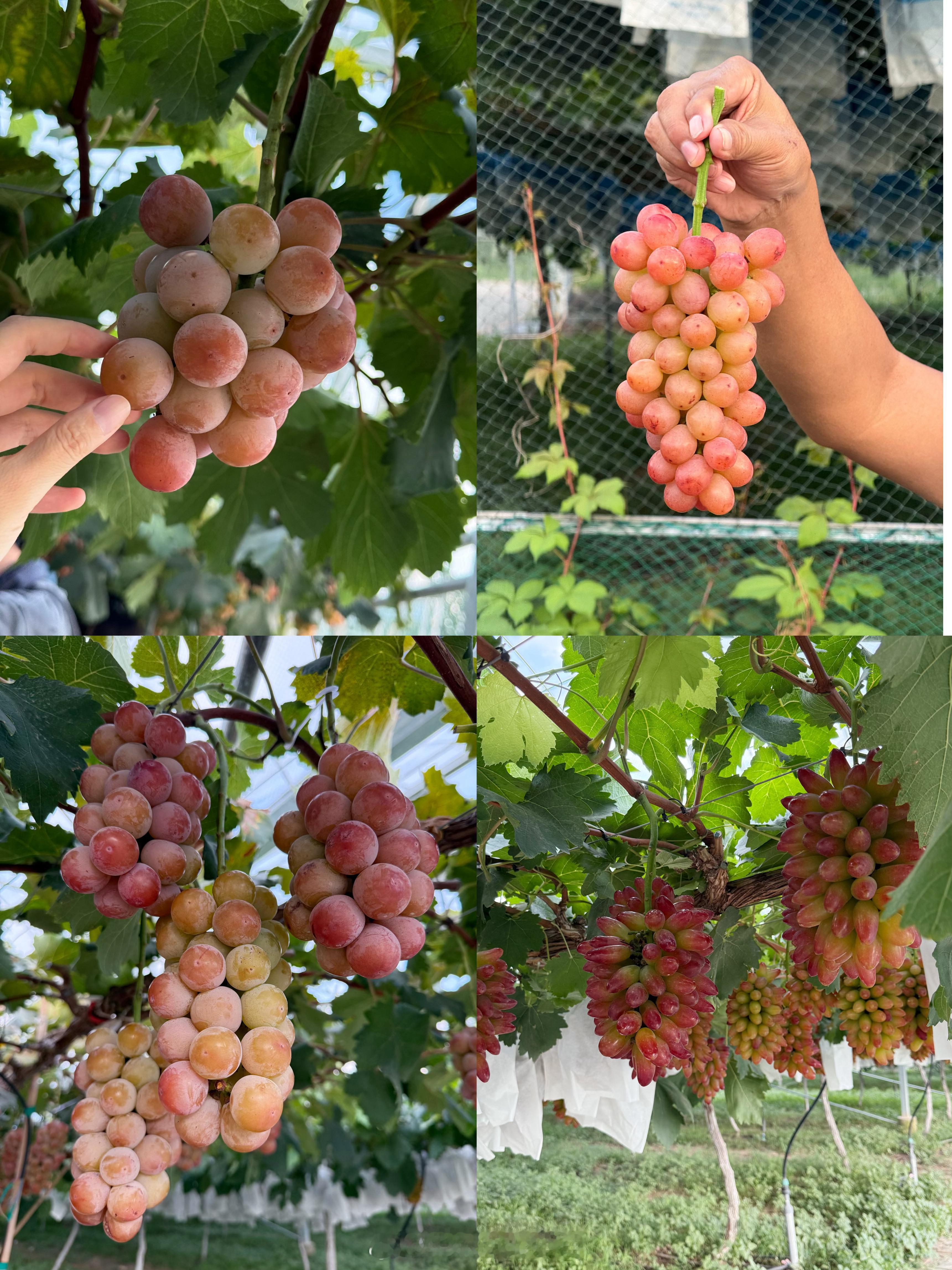 西安周边游 1小时就可抵达的宝藏葡萄采摘地🍇 青玉香葡谷旅游采摘园～200亩的