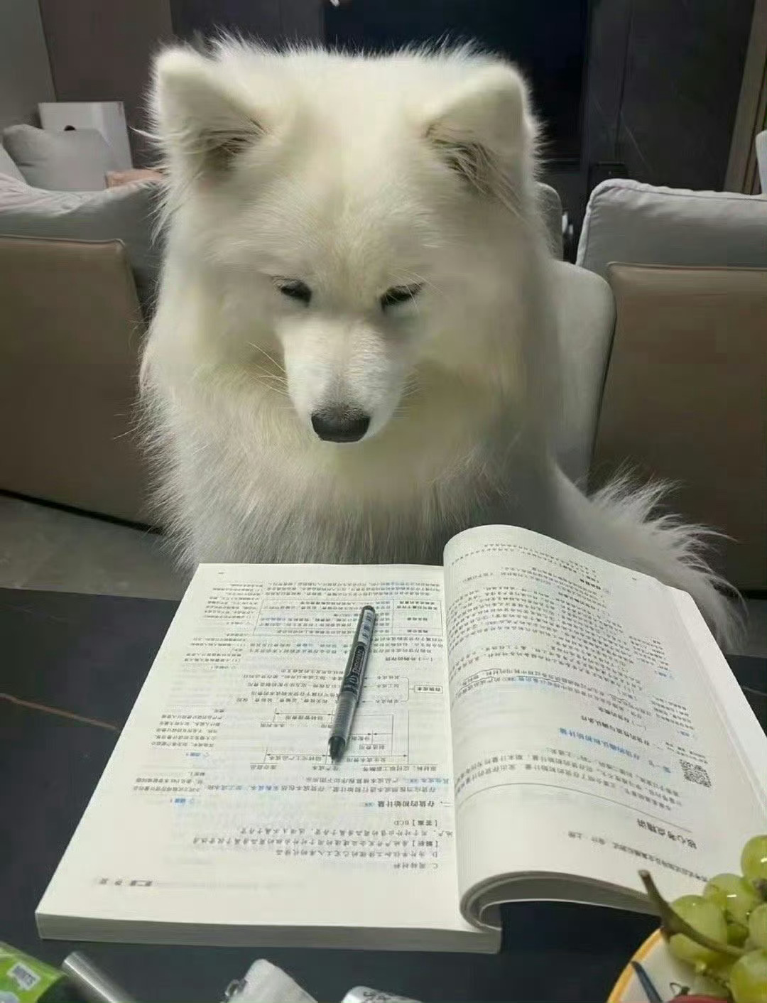 全班第一名萨摩耶还在补作业…[悲伤] ​ ​​​