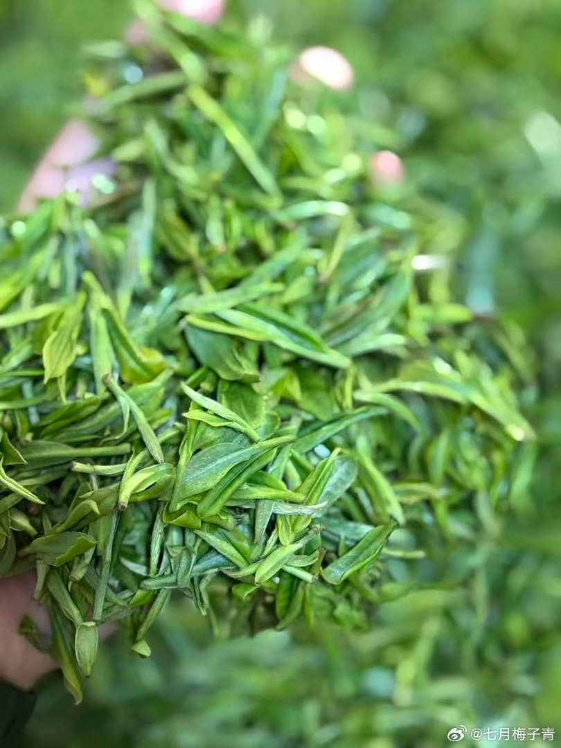 这是今天的茶青，好极了👏100分七月梅子青