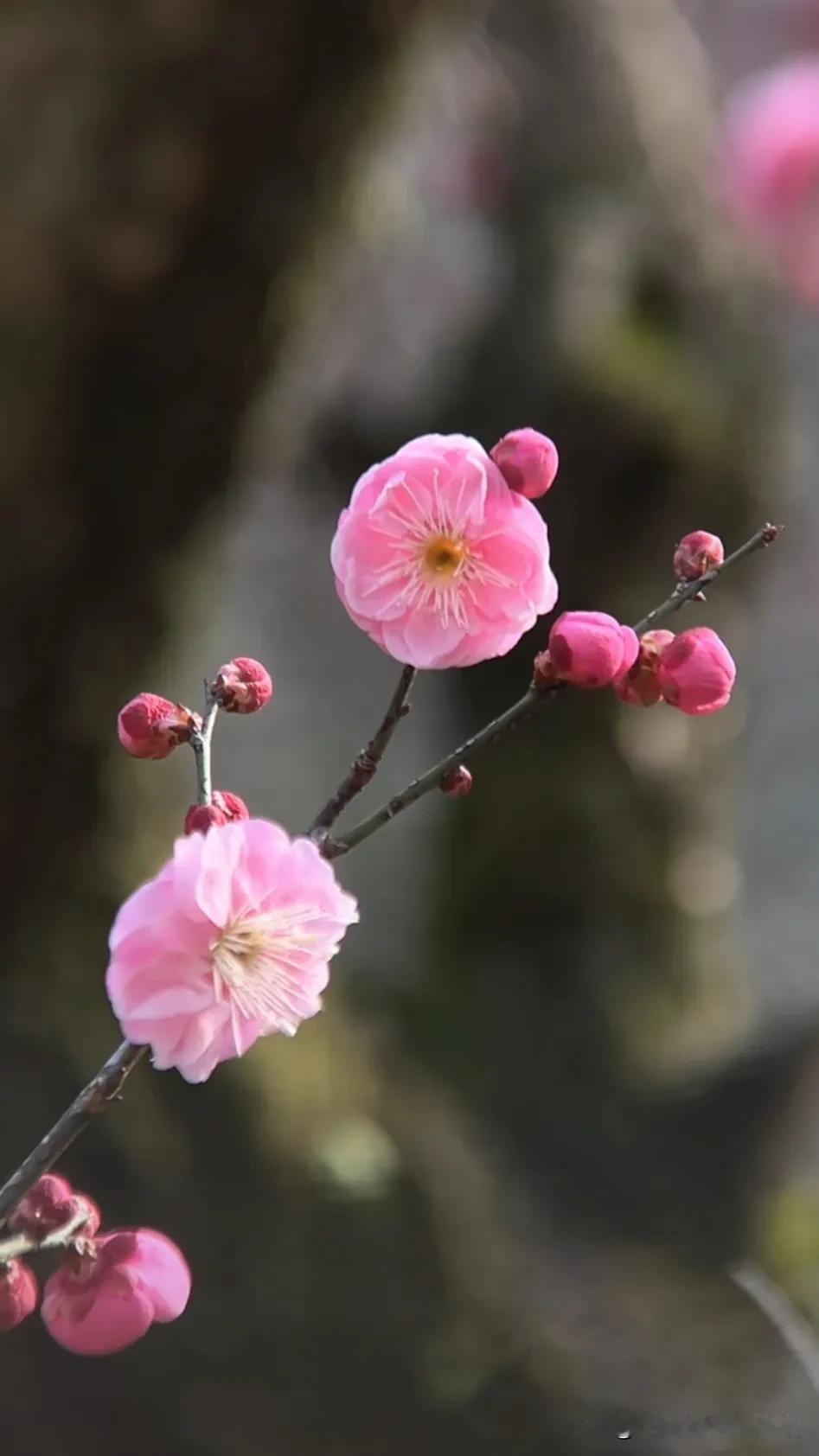 桃花盛开，春意盎然，美不胜收！随拍春日花朵 春日赏花轻拍 镜头下的春花