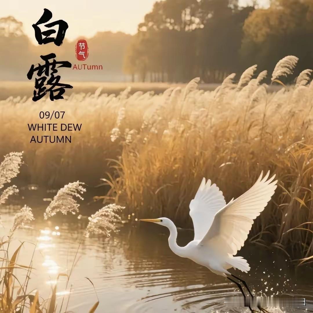 白露有哪些习俗呢？白露节气到日夜温差大，注意添衣保暖，在我们老家有吃饺子🥟的习