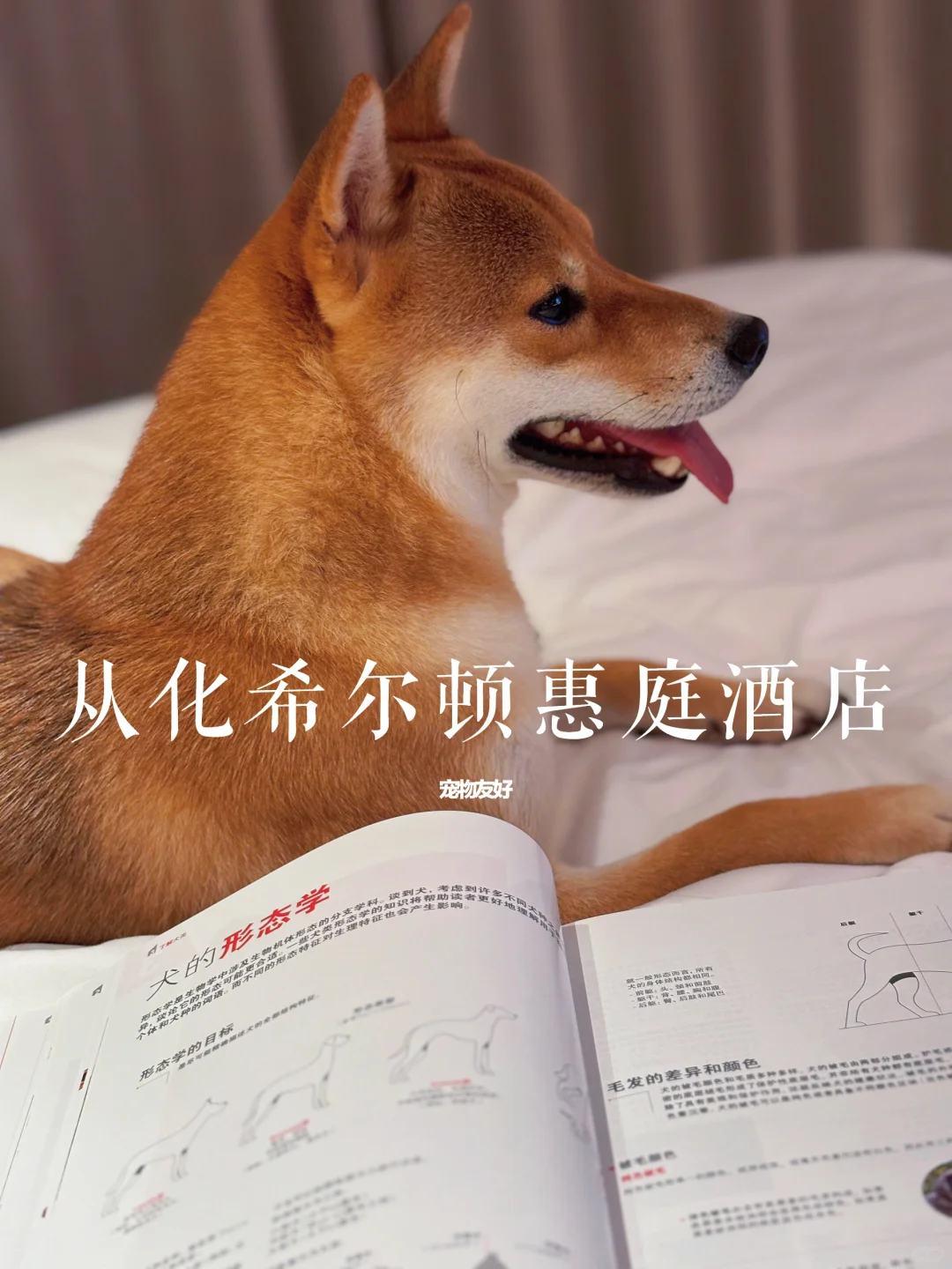 为小狗打造的房间 来从化度个小假