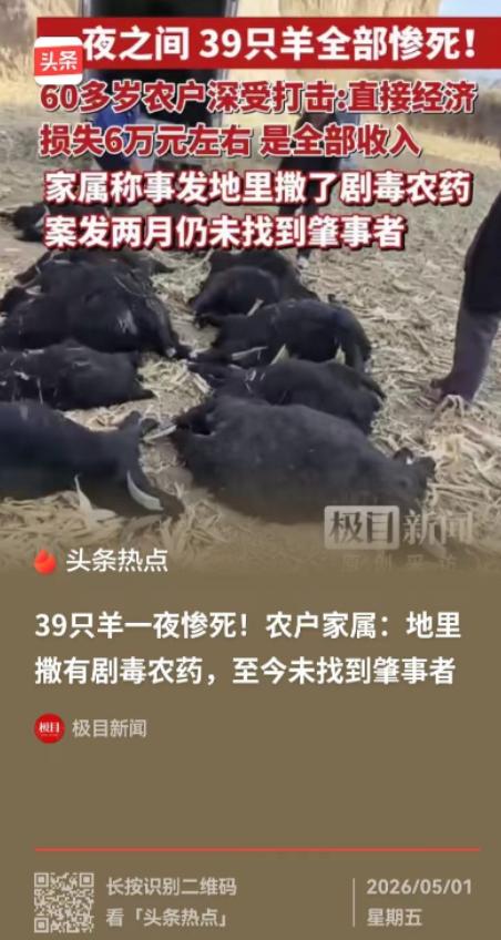 山西霍州这事太离谱！2026年3月，一对老夫妻擅自将39只羊赶进他人承包地啃玉米