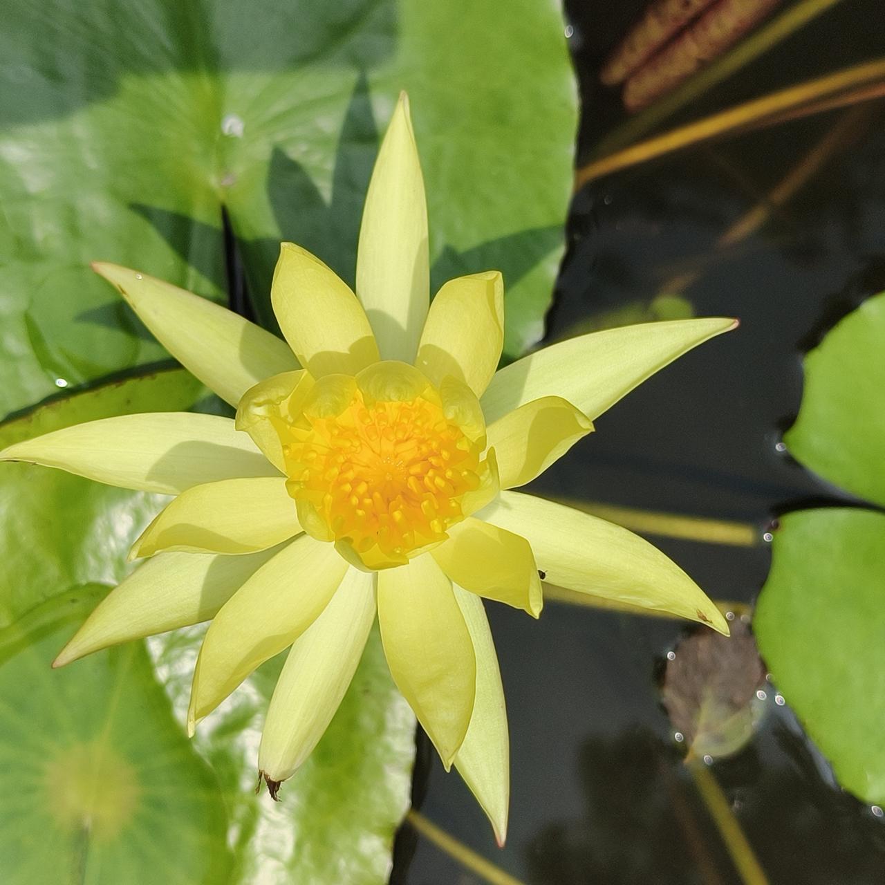 发一张你相册最近拍的花一池碧波之上，睡莲花昼开夜合，静静舒展清雅花瓣。不染喧嚣，