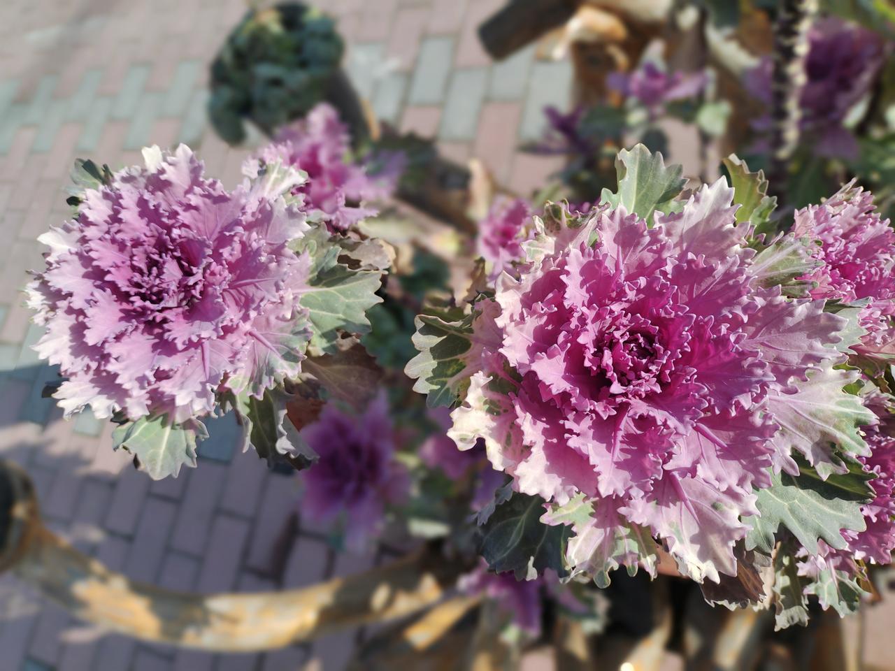 晒图笔记大赛今天逛公园，看到一盆绿植挺喜欢，但是不知道叫啥名，请问大家，有谁知道