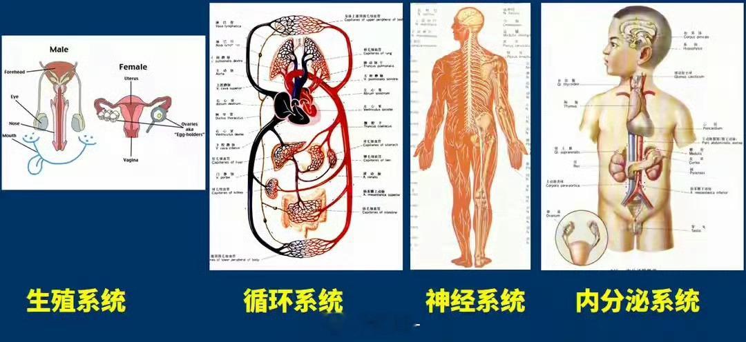 这一世我重生获得了八个系统 别人重生带一个挂就够，我直接揣着八个系统重启。技能树