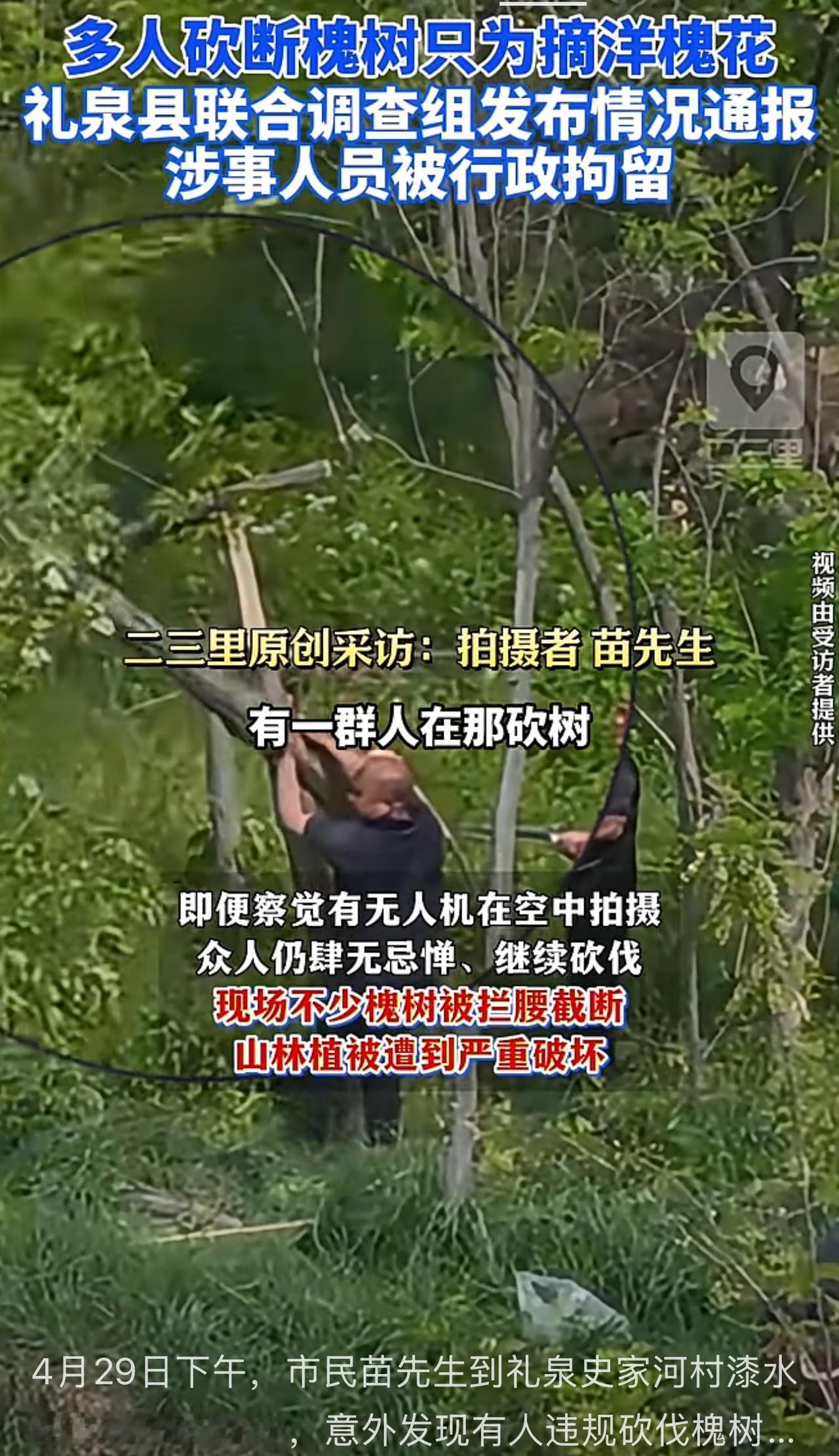 礼泉县烟霞镇崔岩村村民赵某、郭某被公安刑拘！为了吃洋槐子花，烟霞镇这几位村民竟然