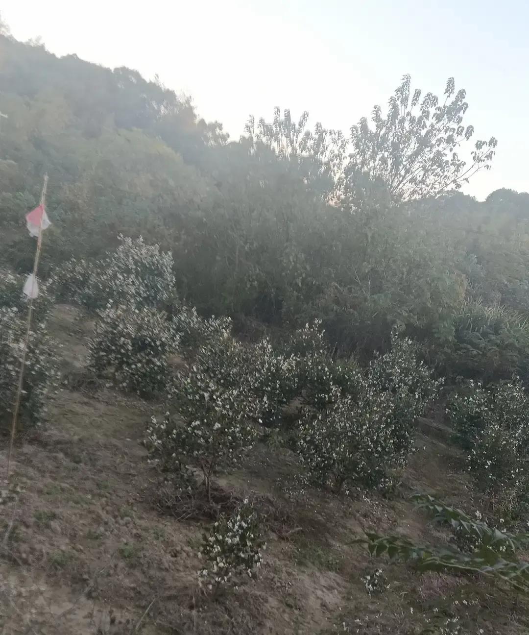 民代幼赤脚医生农电工这些名字听着像上古职业，却是我爸我妈那一代的日常生活。
当年