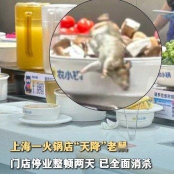 农小锅自助火锅有老鼠掉入菜品传送带农小锅自助火锅称老鼠或是附近店铺装修引发8月2
