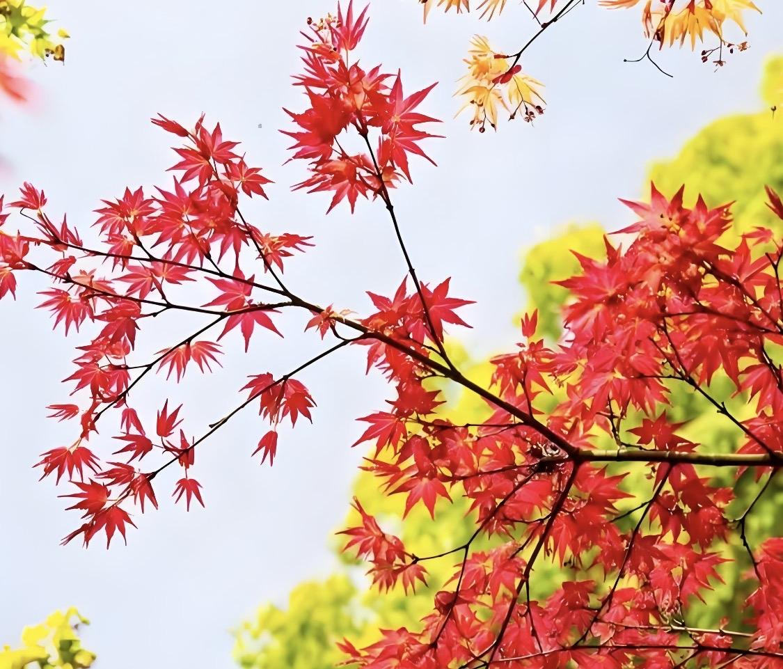 上联“枫红菊茂秋光好”，我对“柳绿荷香夏色娇”。
上联描绘了秋天美好景致，尽显秋
