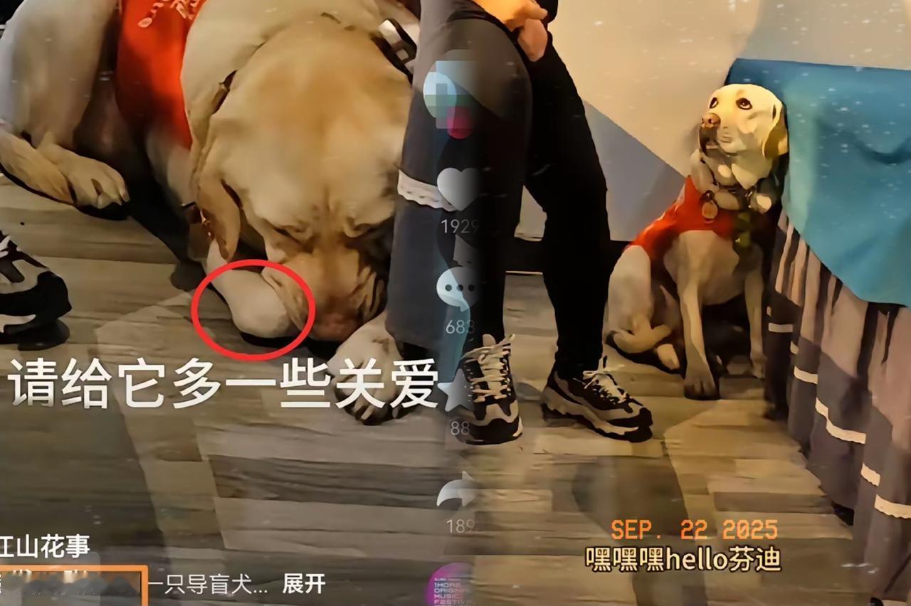 破案了！其实芬迪的主人王营营不明白，大家生气的不是她带芬迪爬泰山，也不是一辈子围