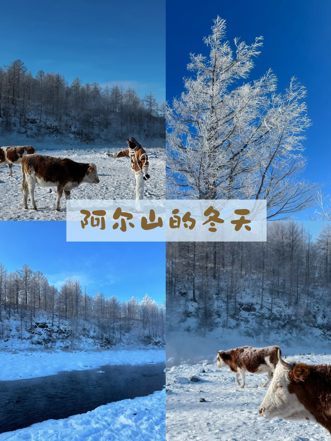 阿尔山的冬天 美到窒息 ❄️