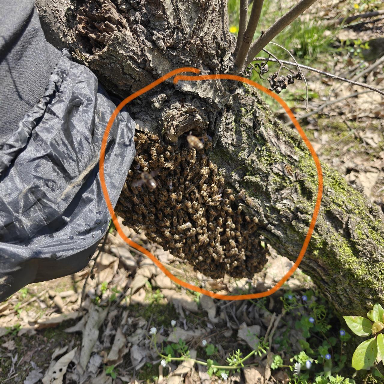 昨天刚吃过午饭，就看到一群蜜蜂在天空嗡嗡的飞。几分钟后落到一颗树兜上。这谈不上不