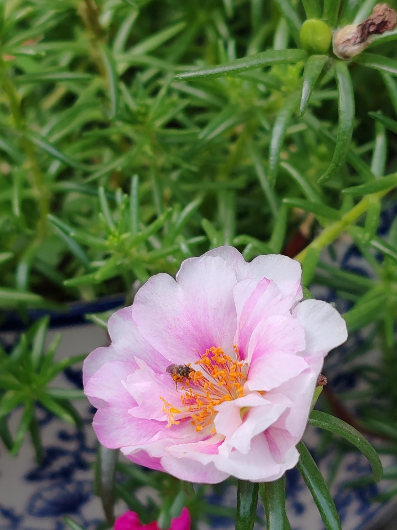 随手一拍花朵美