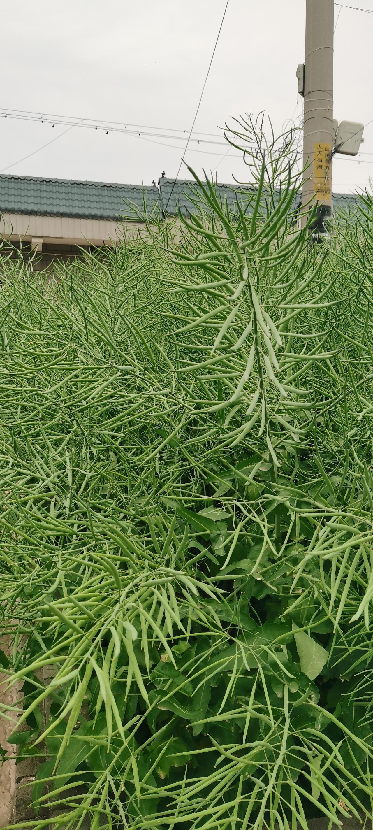 晒出你手机里的花花草草家门口的油菜丰收了！