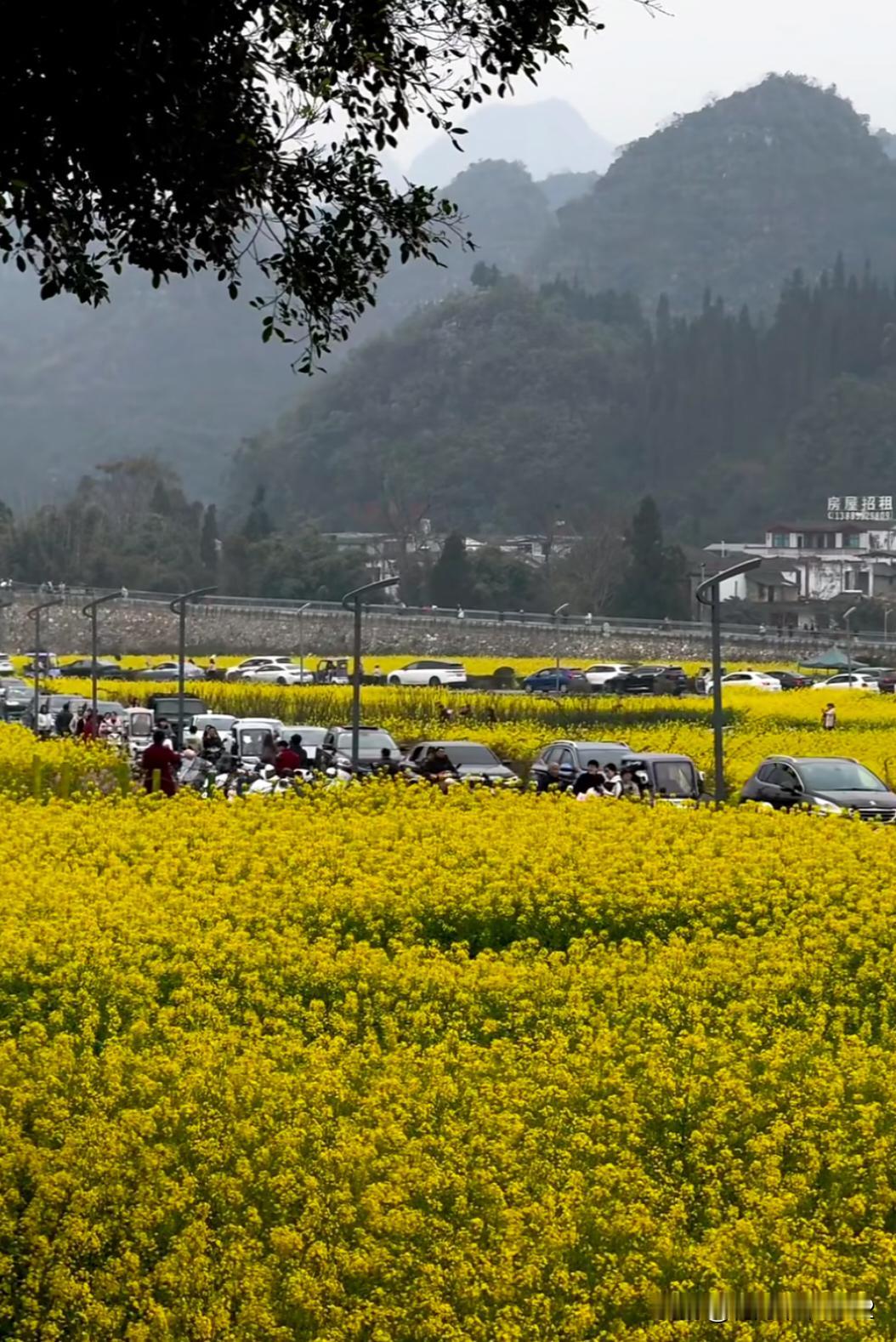 2.17万峰林实况
大年初一的万峰林，人实在是太多啦，到了下午2点就开始堵车，今