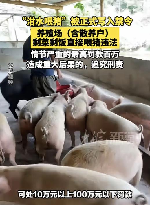 剩菜剩饭直接喂猪违法，说实话，这样的法规真是让人费解。

这条规定源自2026年