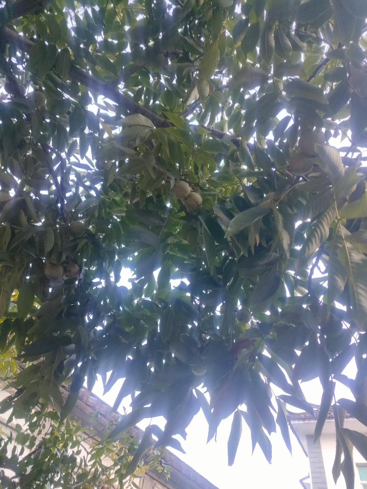 随手一拍：美丽花朵