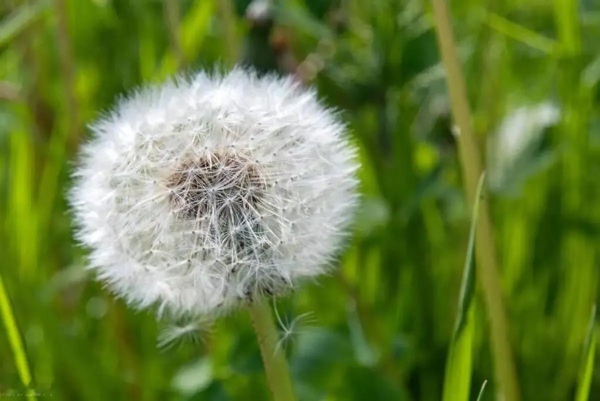 蒲公英，这种生长在民间的野草，常常被人们忽视，然而它却是大自然赋予我们的宝贵草药