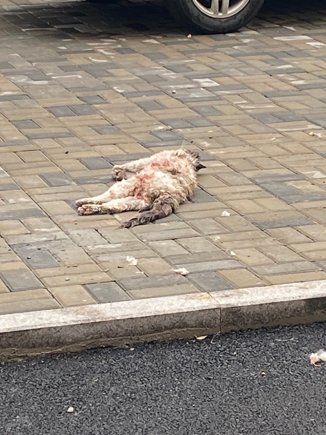 大清早下楼，这是怎么了