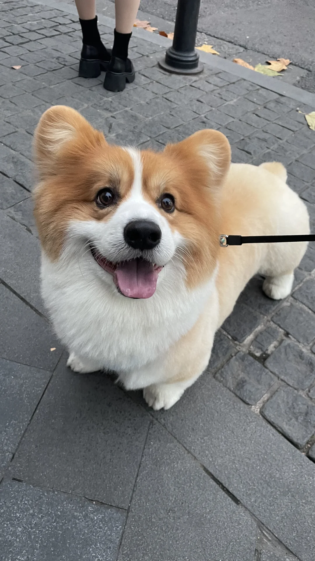 超级大头虎
