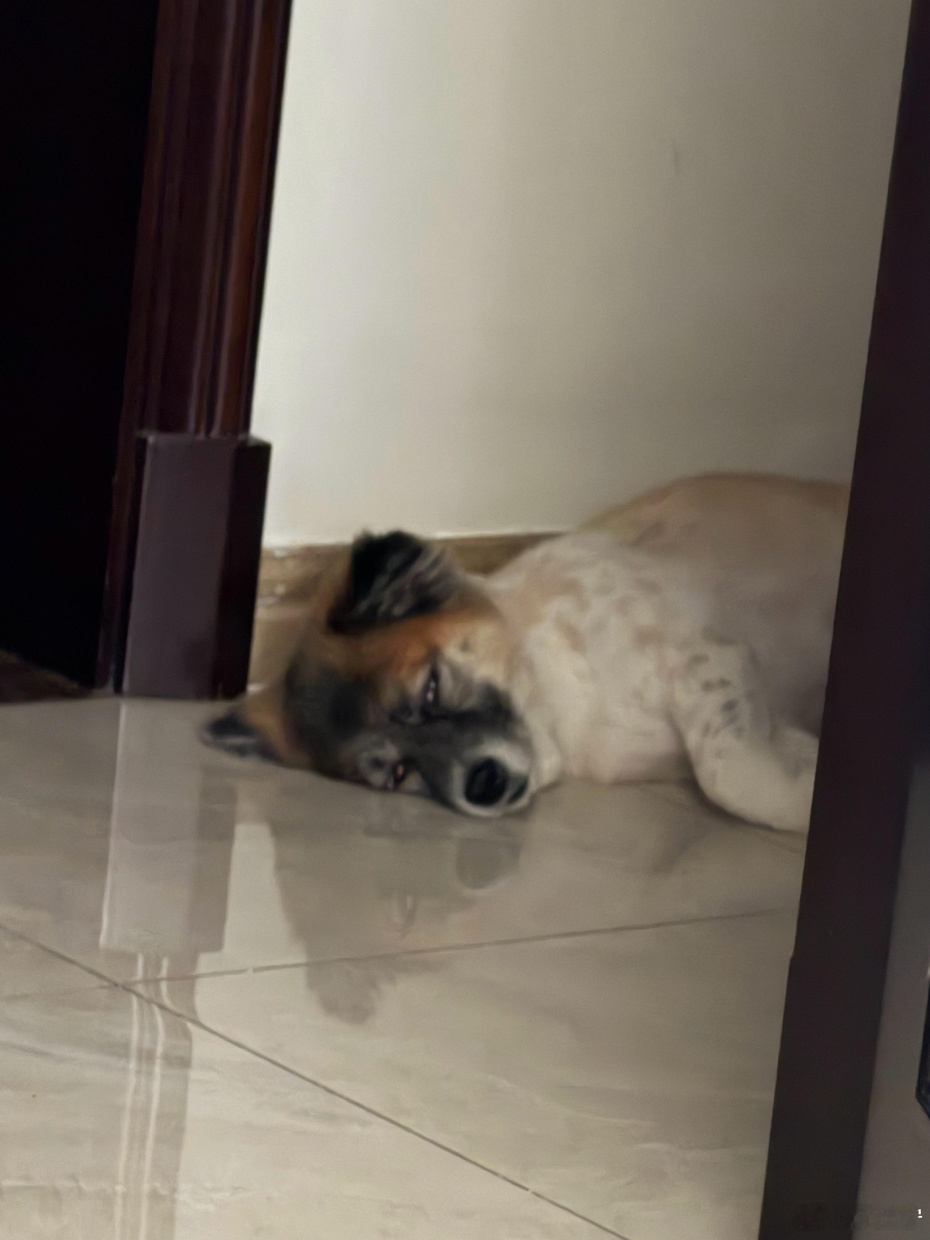 除了吃就是睡流浪狗土狗小狗[超话]中华田园犬