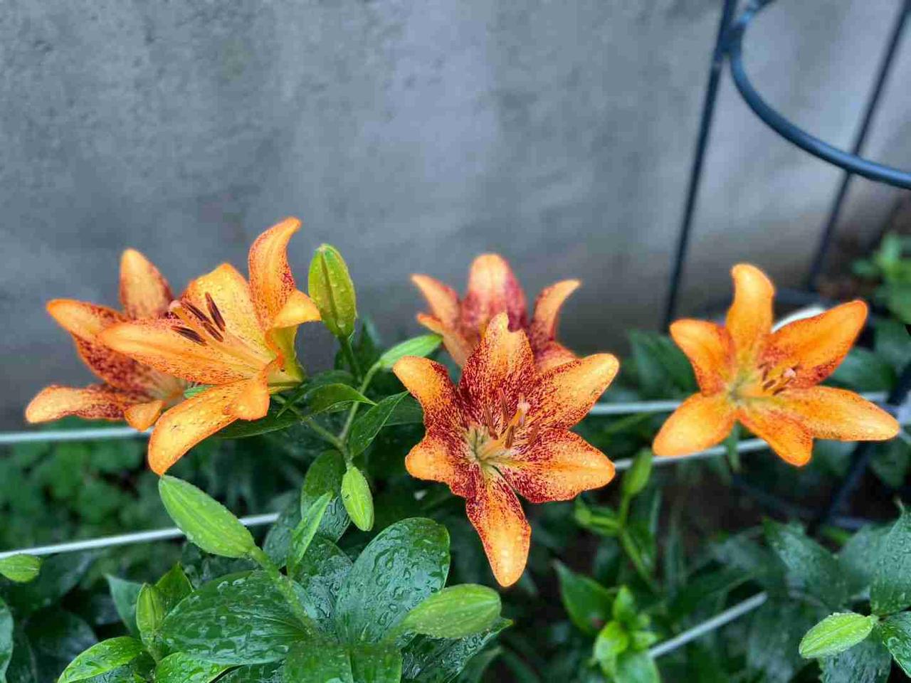 我的今日状态：💰期待暴富
我这里的天气：🌧下雨

今天是5月27日，星期三，