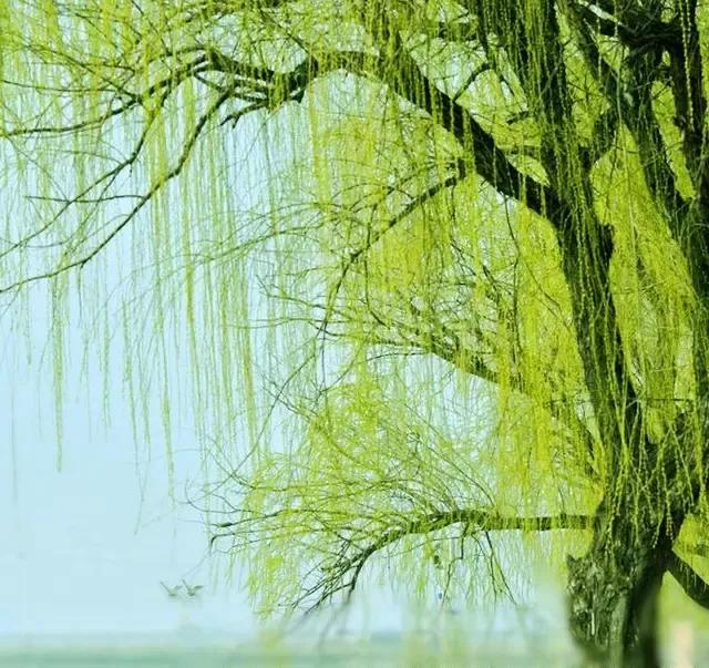 《捣练子》
池水满，柳拨弦。
欲破春花羞怯颜。
紫燕归来寻旧梦。
绕梁屡屡探窗前
