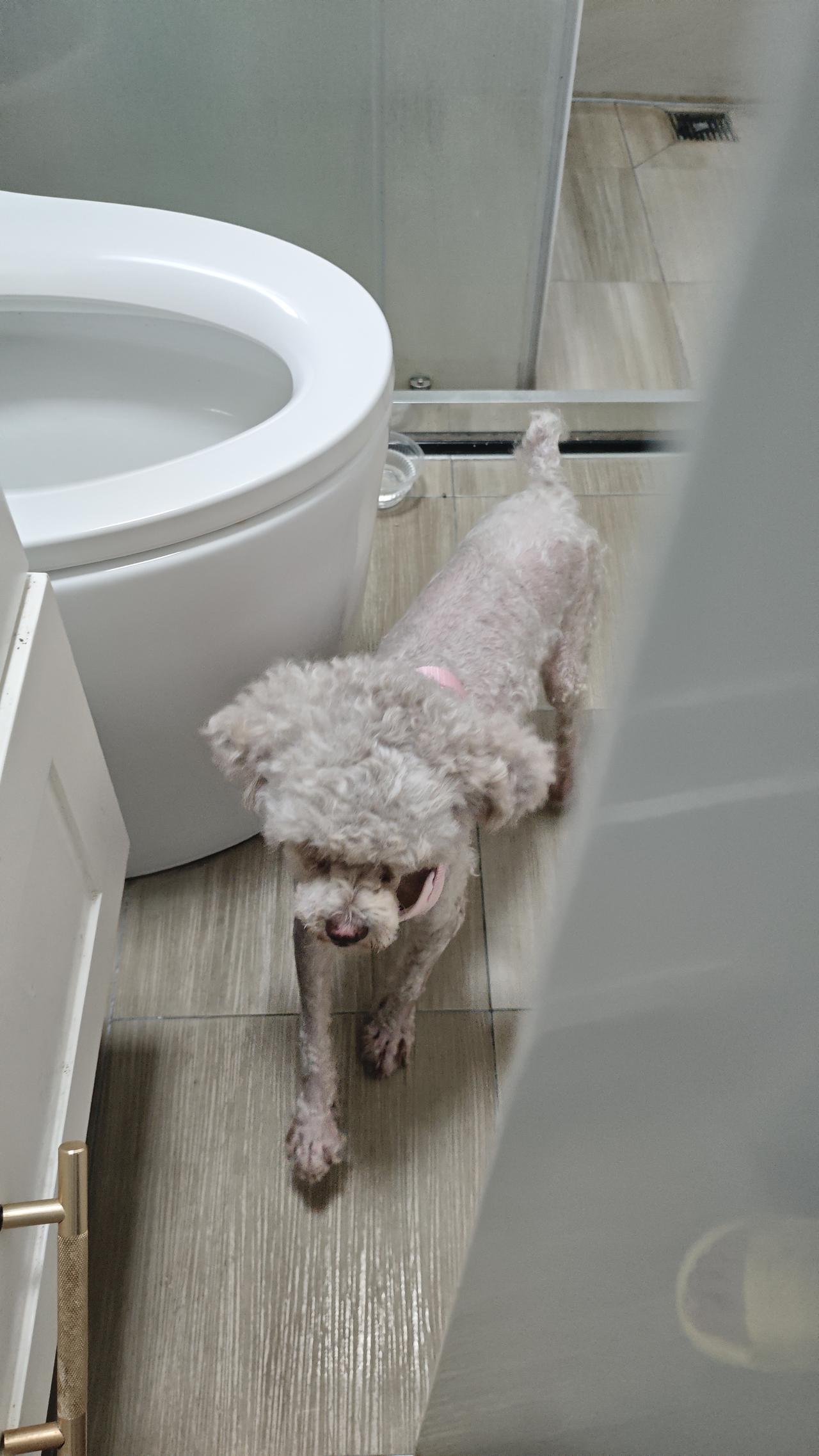 想不通，为什么有人会就这么喜欢猫猫狗狗？

有时候真的不理解我老婆。明明我们两口