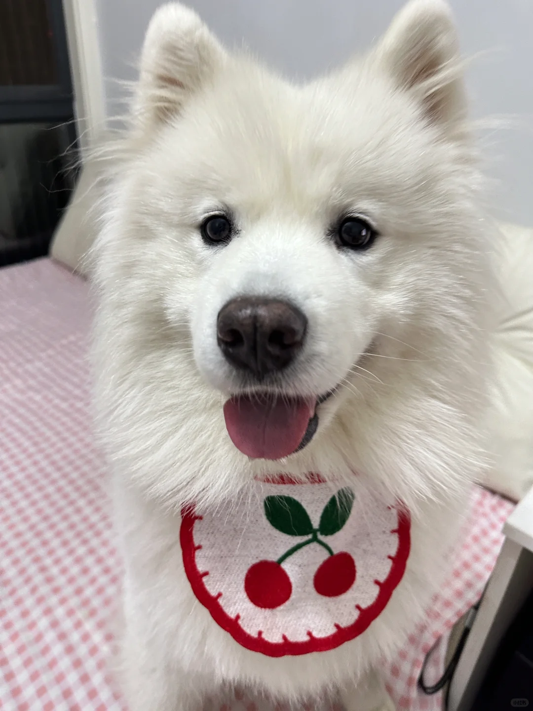 樱桃🍒小狗