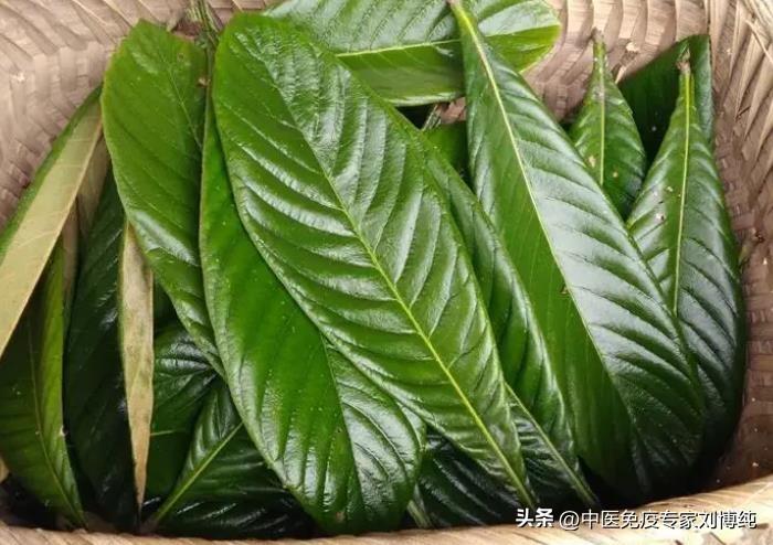 用好枇杷叶，帮你扫清上焦痰湿！
大家好，我是中医刘博纯！
今天我给大家介绍一个化