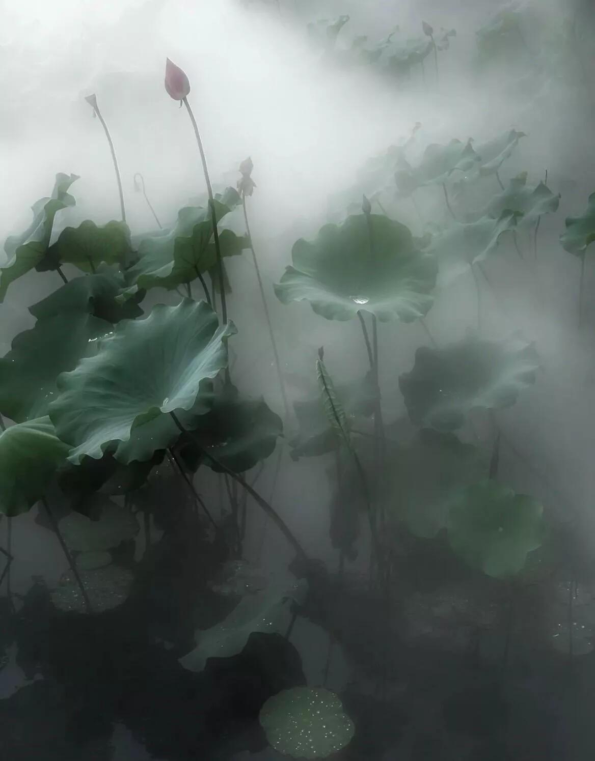 江南又梦烟雨 ​​​