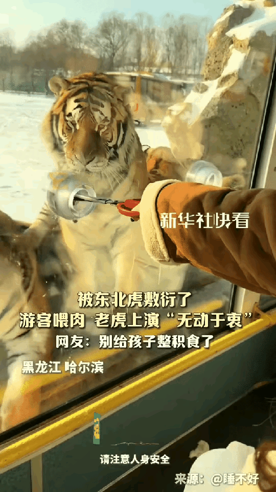 “笑不活了！”黑龙江，女子去东北虎林园打卡，特意买了牛肉去投喂老虎，本以为会被疯