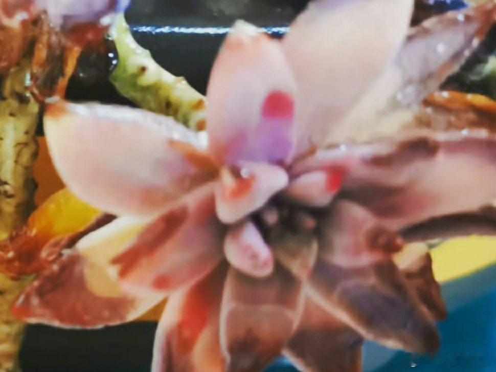 淮安人淮安事[超话]  随手拍  冬日  景象，窗台上昨晚忘记收的 多肉  快变