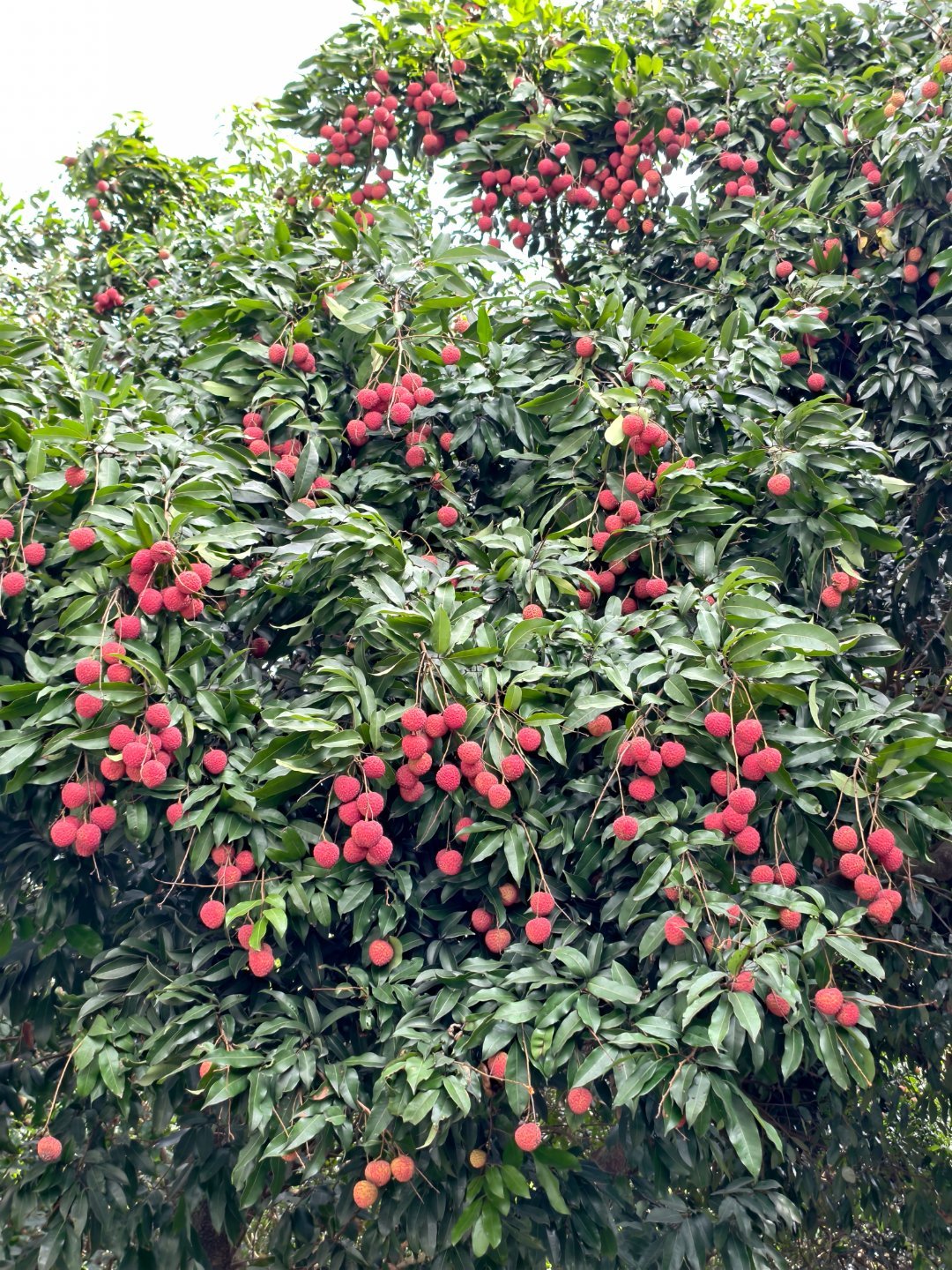 广东人吃荔枝还需要买吗？ ​​​